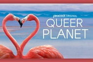 Artwork for Queer Planet featuring two flamingoes forming a heart shape with their necks.