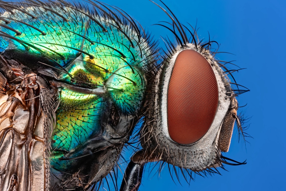 A blow fly under microscope 5x macro, isolated on blue background