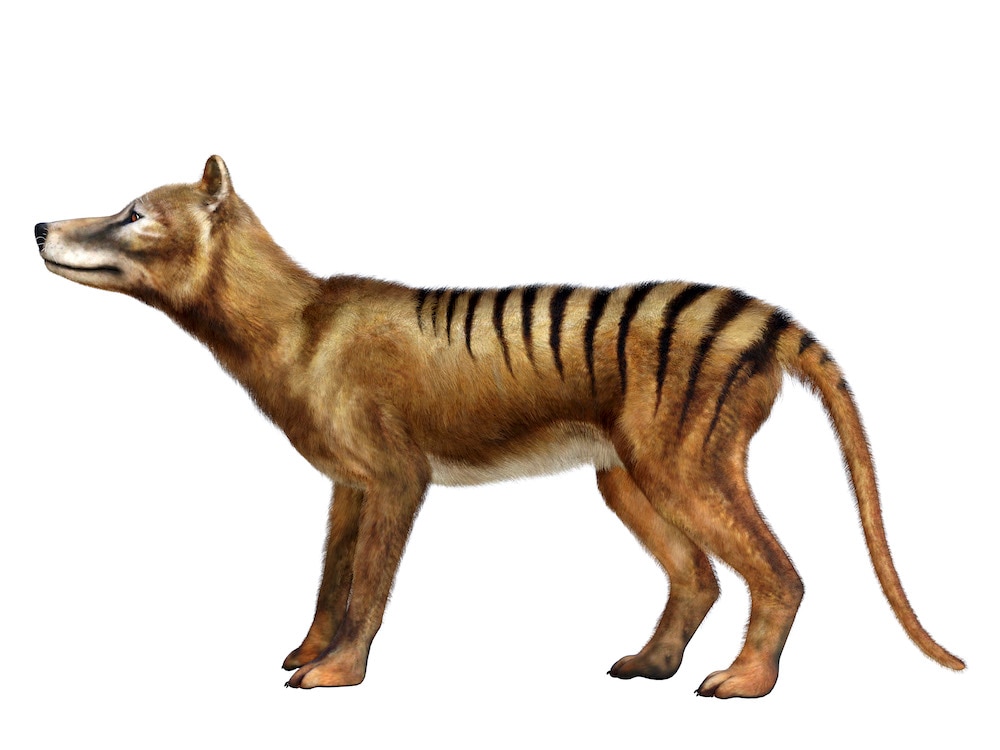 Cassidy Thylacine tiger GETTY