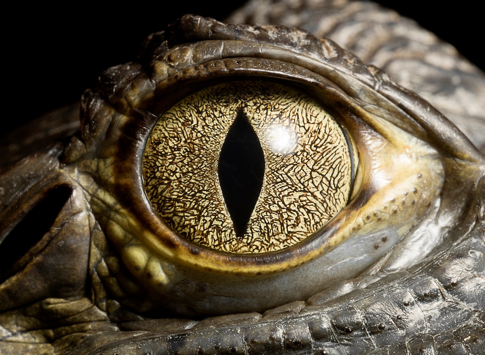 Caiman Crocodile's eye, close up.