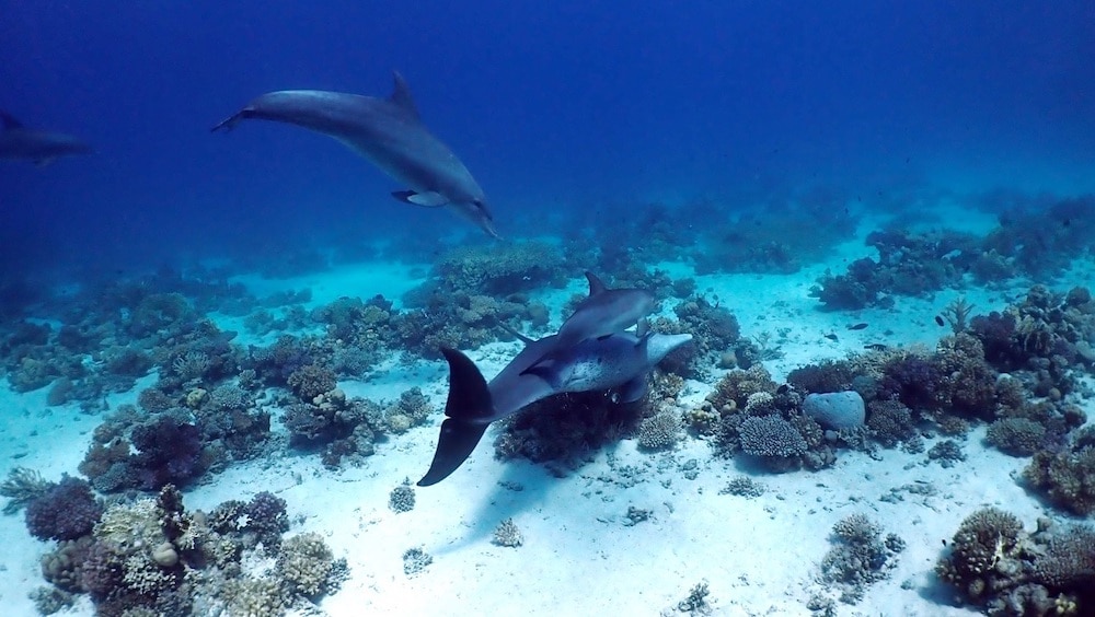 Dolphins Rubbing On Corals