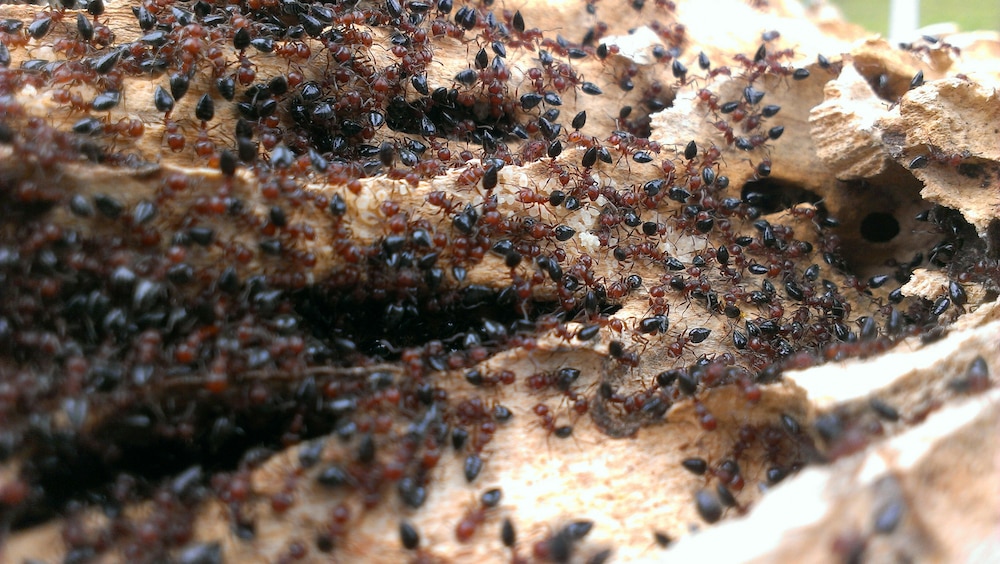Army Of Ants On Log In Forest