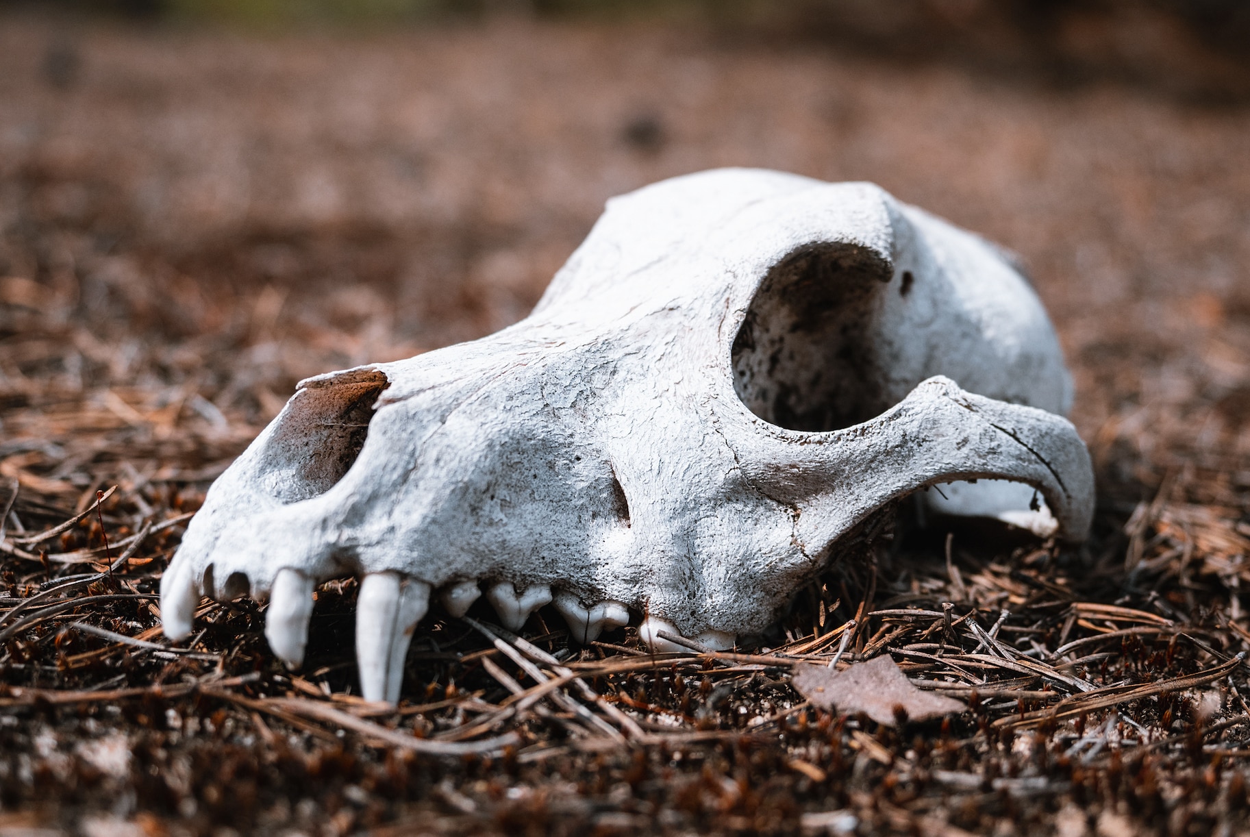 Fox skull in forest