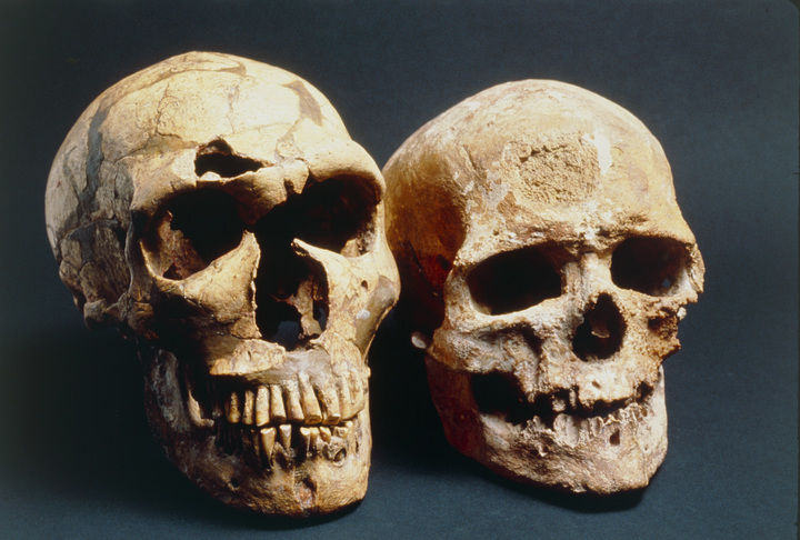 Neanderthal and modern human skull