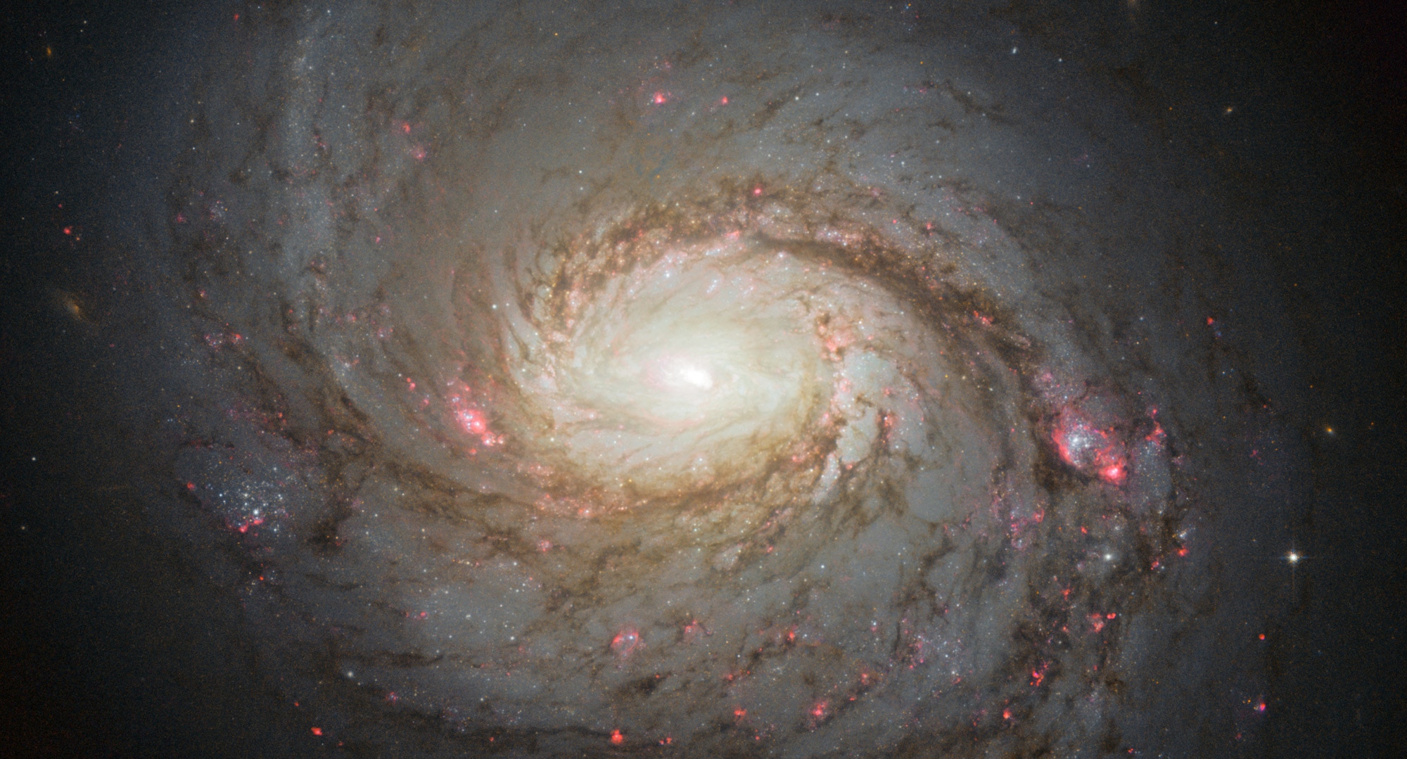 Hubble image of the magnificent spiral galaxy M 77. Credit: NASA, ESA & A. van der Hoeven