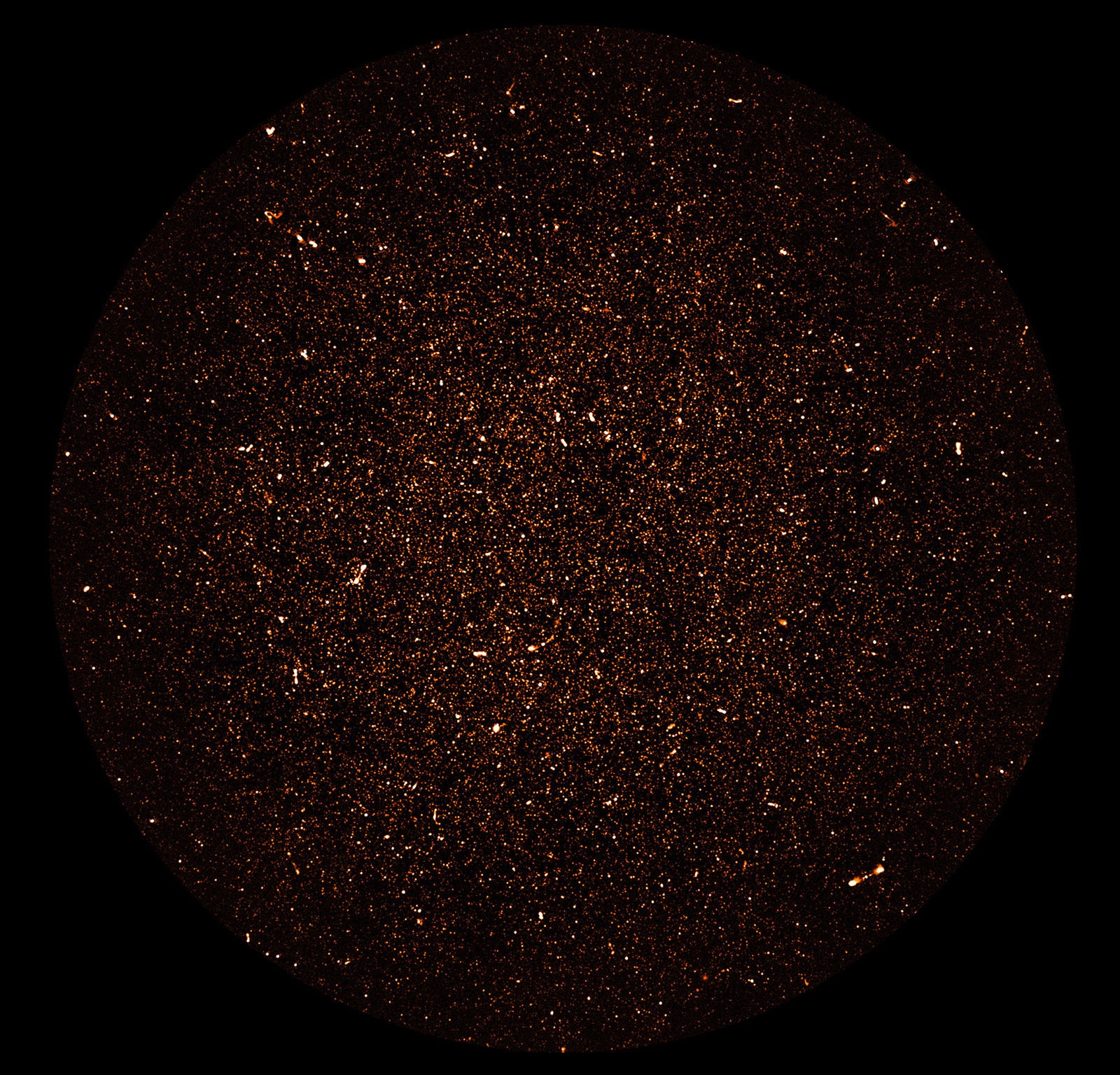 130 hours of MeerKAT observations in radio wavelengths yielded an image of tens of thousands of normal galaxies at distances of billion of light years. Credit: SARAO; NRAO/AUI/NSF