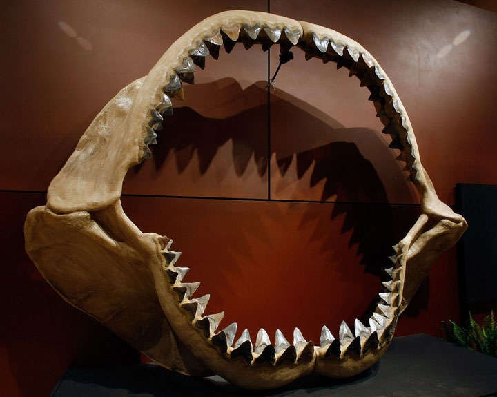 the jaws of a Megalodon