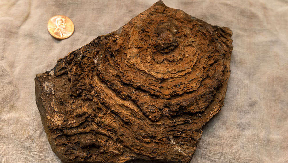 stromatolite fossil