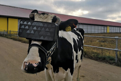 cow wearing VR headset
