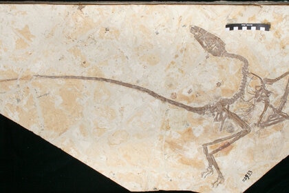 feathered dinosaur