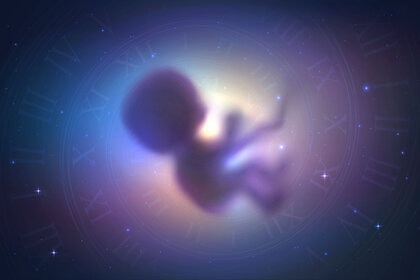 Liz Human embryo GETTY