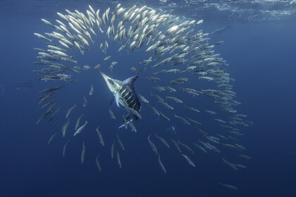 Striped marlin and sea lions feeding on sardines