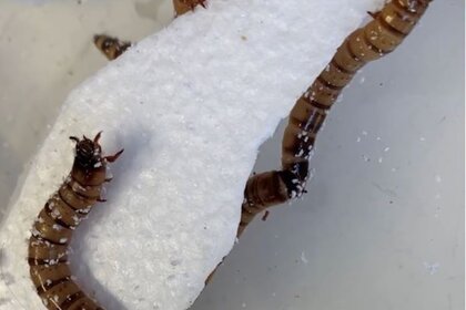 Zophobas morio ‘superworm’ eating plastic
