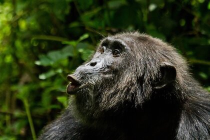 Chimpanzee Hunting Bark
