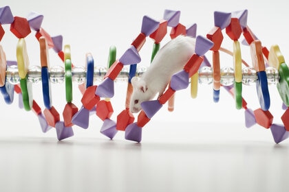 Laboratory mouse on DNA model