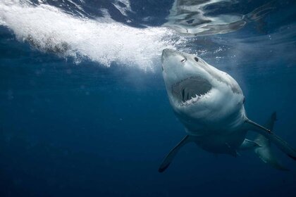 A great white shark swims baring its teeth.