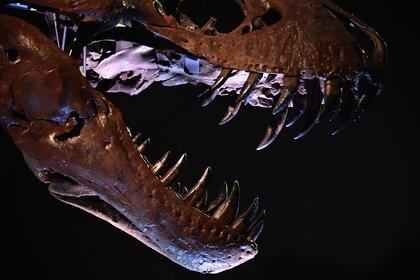 Liz Tyrannosaurus rex