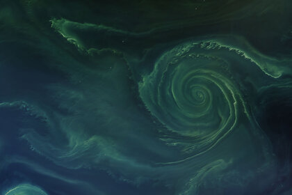 Landsat 8 image of a swirling phytoplankton bloom in the Bay of Finland. The tiny dots around it are ships. 