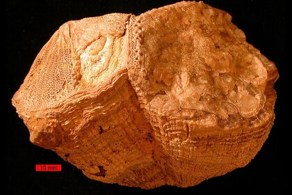 An example of a fossilized rudist bivalve from the Cretaceous Period. Credit: Wikipedia, Wilson44691