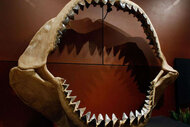 the jaws of a Megalodon