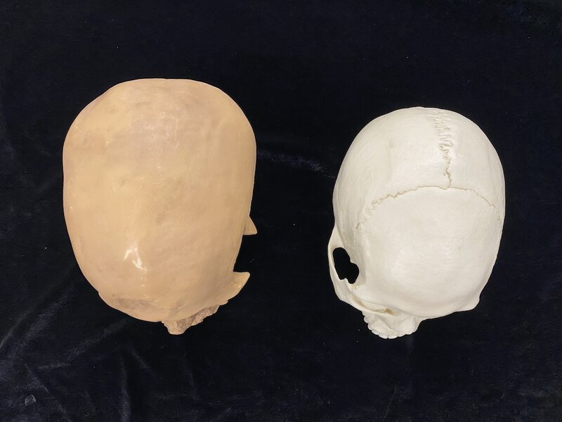 Comparison of Cro-Magnon skull and modern human (plastic) skull