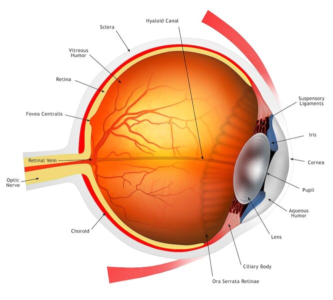 Eye anatomy. Cutaway illustration passing through a human eye, showing its internal anatomy and structure.