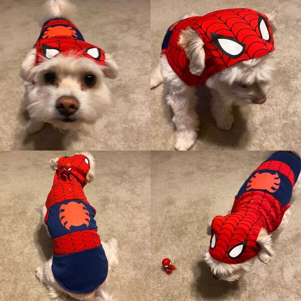 Darcy Spider-Man dog.JPG