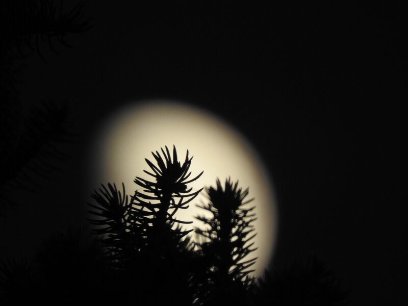 The gibbous Moon rises behind a spruce tree. Credit: Phil Plait