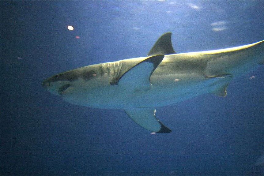 1024px-Great_white_aqurium