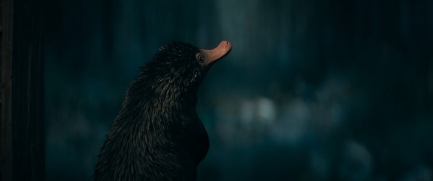Teddy the Niffler in a scene from Warner Bros. Pictures' fantasy adventure "FANTASTIC BEASTS: THE SECRETS OF DUMBLEDORE”