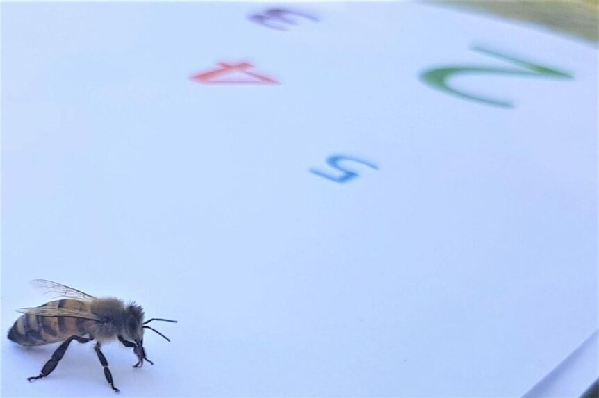 Cassidy bees on a number grid