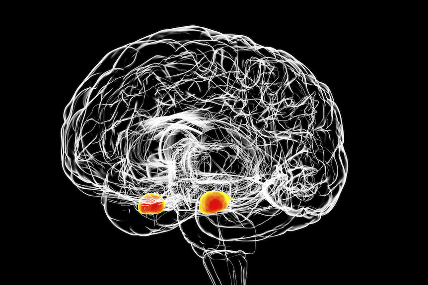 Amygdala of the brain, illustration.