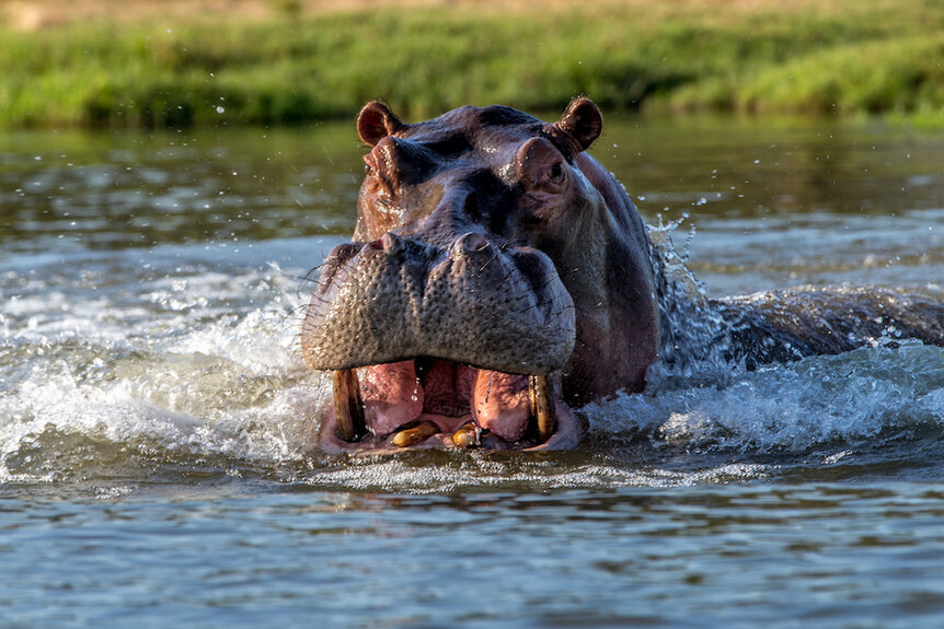 Hippo Attack