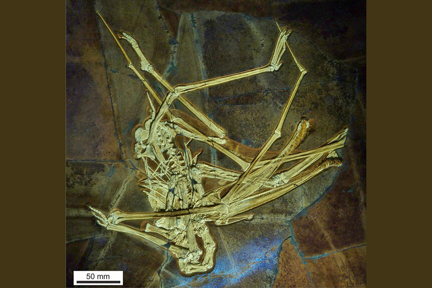 The bones of Balaenognathus maeuseri in limestone