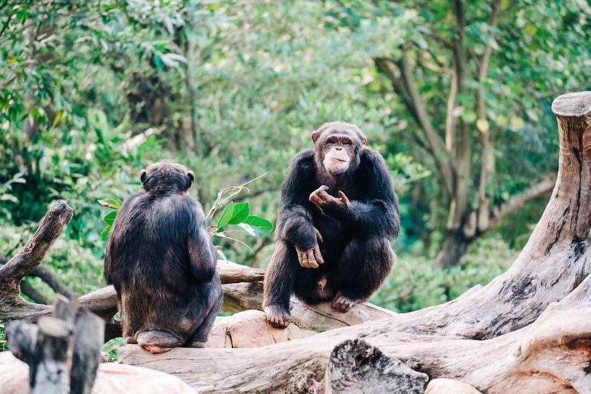 Chimpanzee hand gesture
