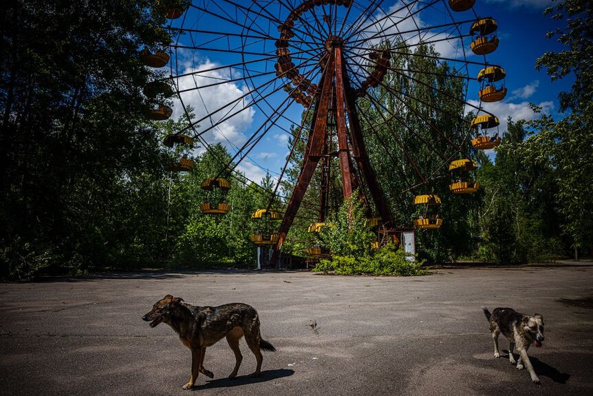 Dogs in Chernobyl