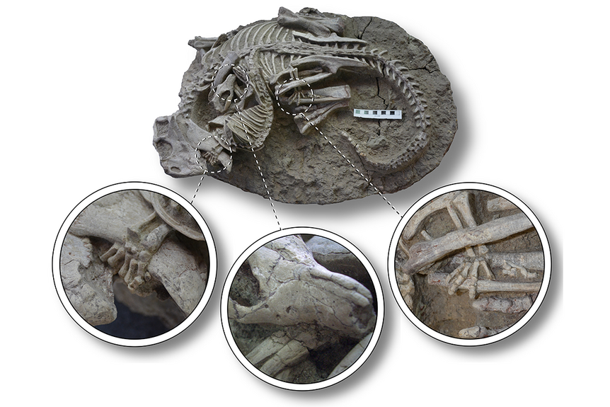 Dino-mammal fossil