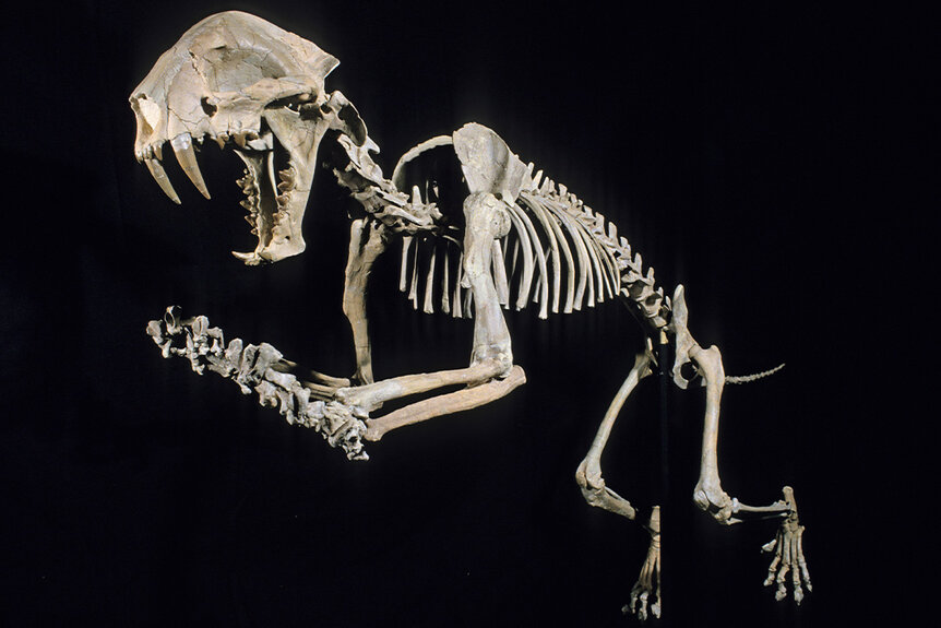 Saber-tooth Fossil Skeleton
