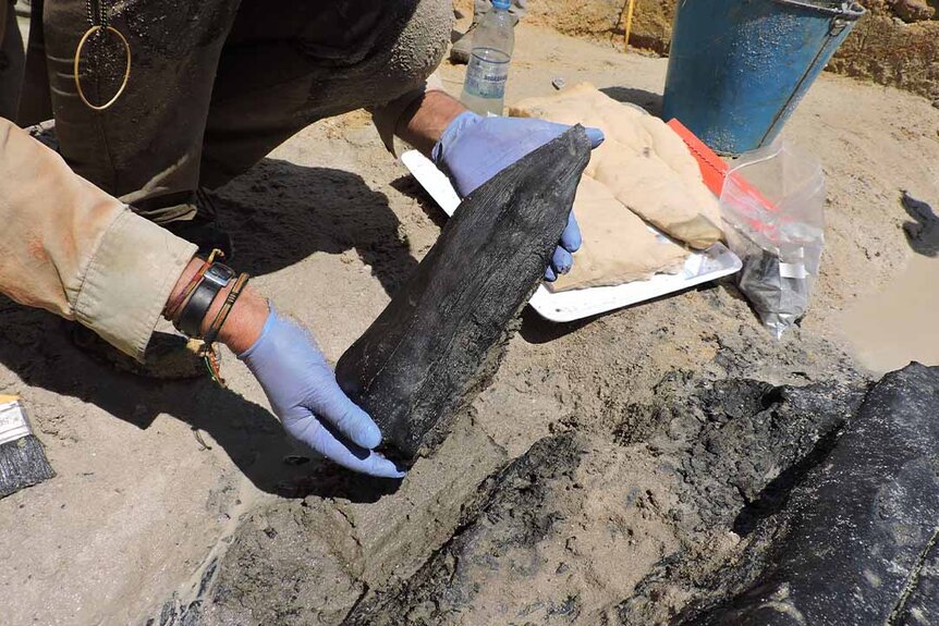 Researcher holds ancient wood sample with clear indications of modification