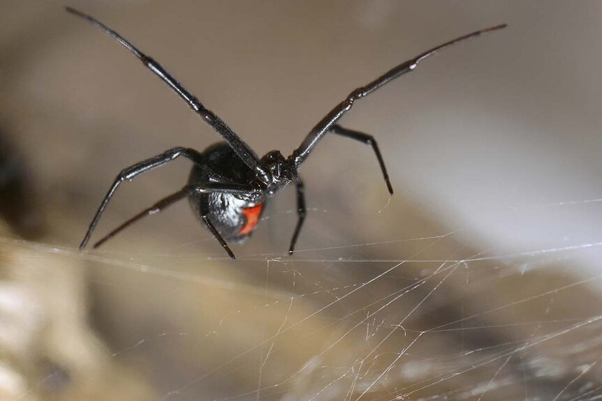 Close-up of a black widow spider on a web.