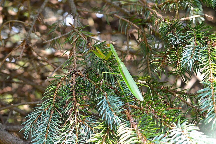 A green praying mantis climbing on a pine tree