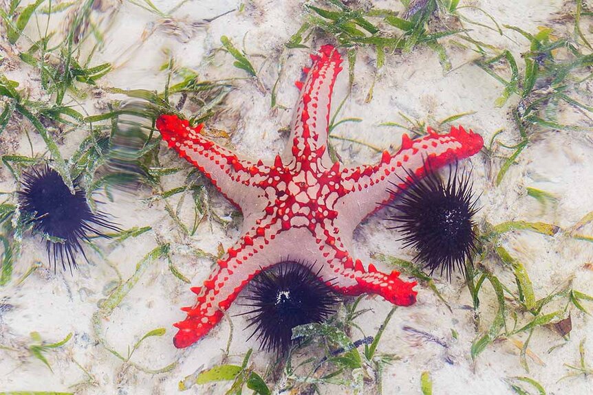 African red knob sea star (starfish) on the sand on a coral reef at low tide.