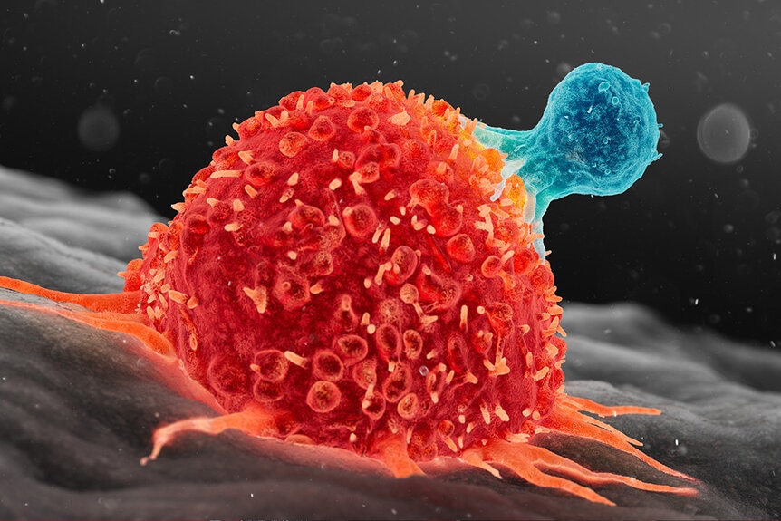 3D illustration of a human T cell (blue) attacking a cancer cell (red)