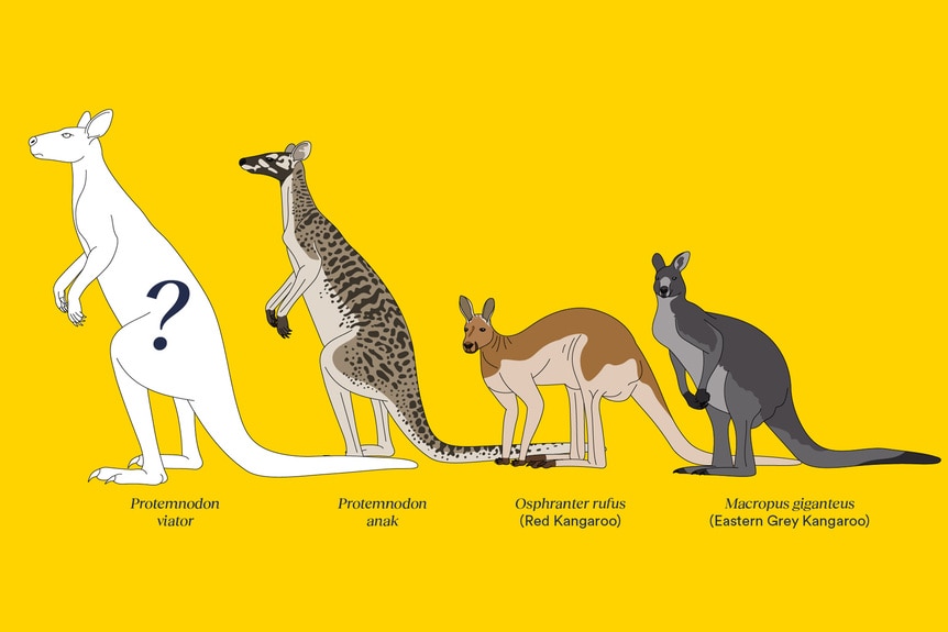 Protemnodon viator size comparison to other kangaroos