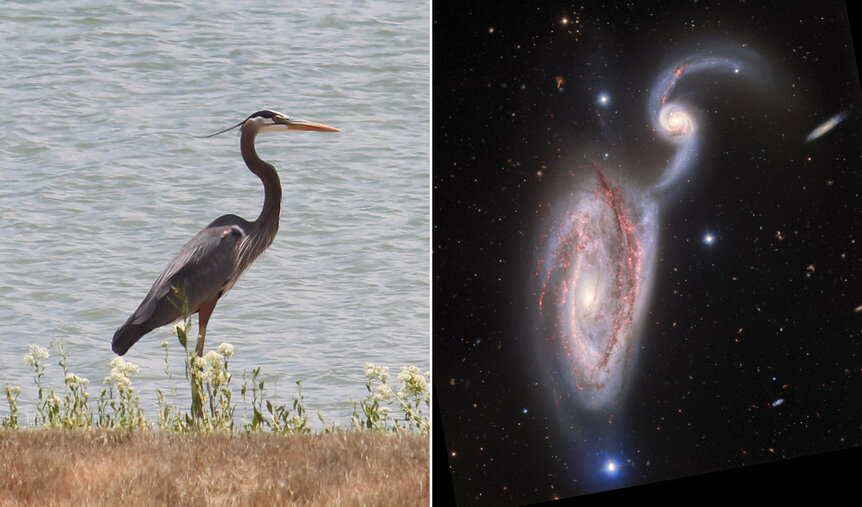 The Heron Galaxy (NGC 5394/5395, right) and the Heron (left). Credit: NSF’s National Optical-Infrared Astronomy Research Laboratory/Gemini Observatory/AURA & Phil Plait