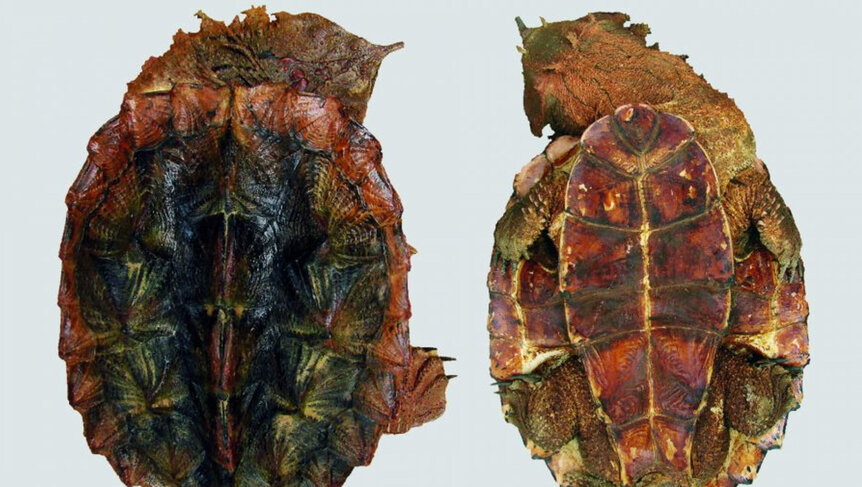 new species of Mata Mata turtle