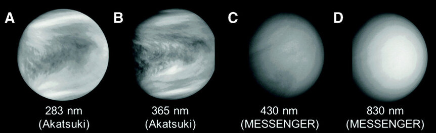 Images of clouds on Venus in ultraviolet (A; Akatsuki probe), near-UV (B; Akatsuki), blue (C; Mercury MESSENGER probe) and near infrared (D; MESSENGER). The stripes in C and D are instrument artifacts and not real. Credit: Limaye et al.