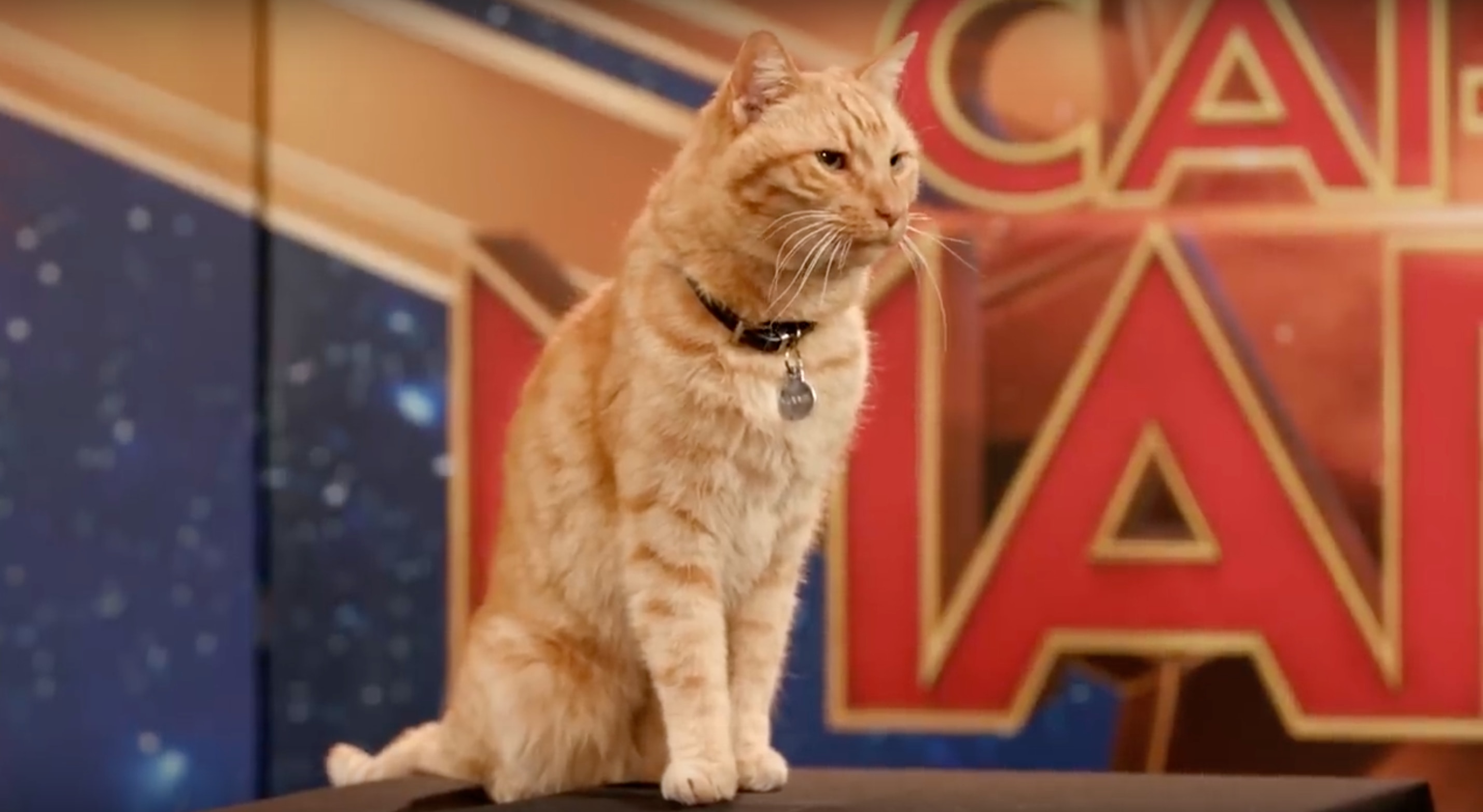 Goose the cat from Captain Marvel
