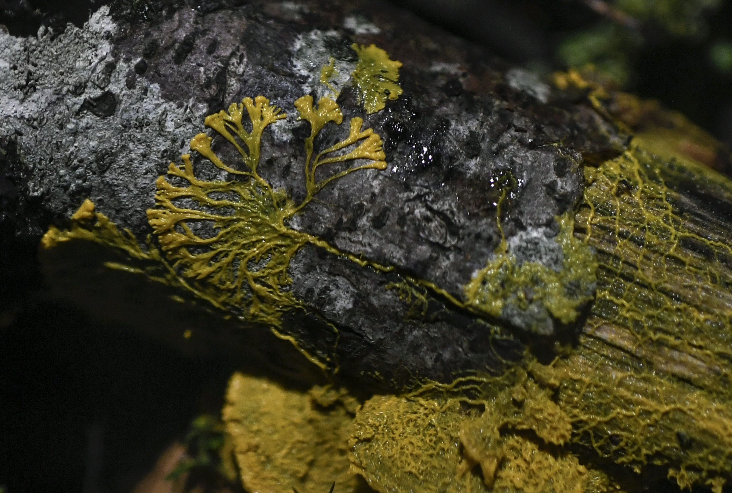 The Blob aka Physarum Polycephalum slime mold