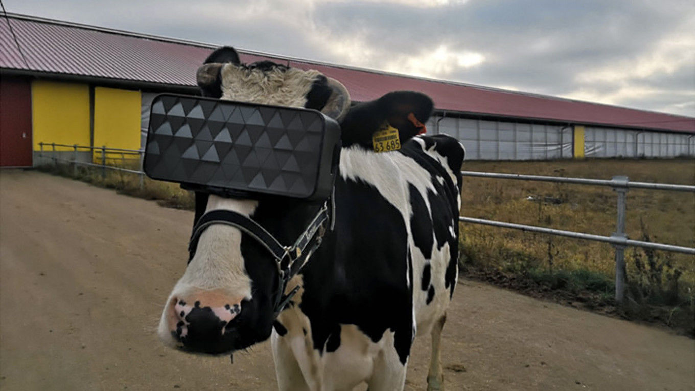 cow wearing VR headset
